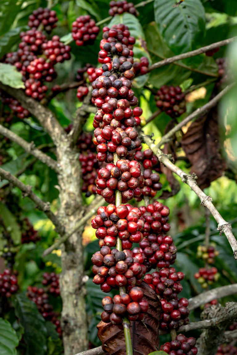 Arabica ή Robusta τι να επιλέξω;